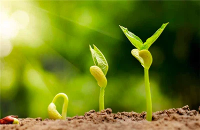 Advanced Industries Packaging obtiene la certificación FSC para sus plantas e...